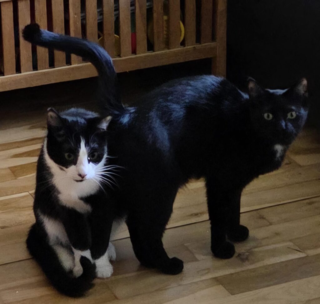 Domino (hankat) og Fie (hunkat)