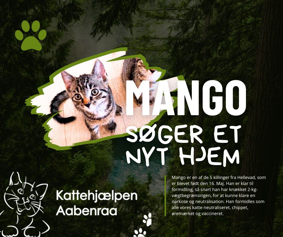 Mango