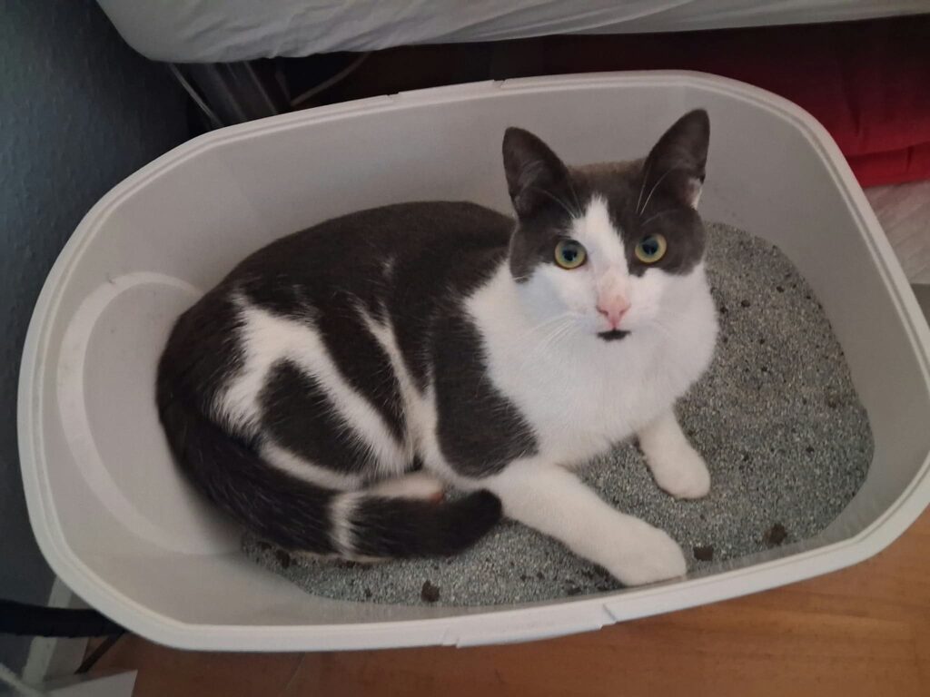 Konrad